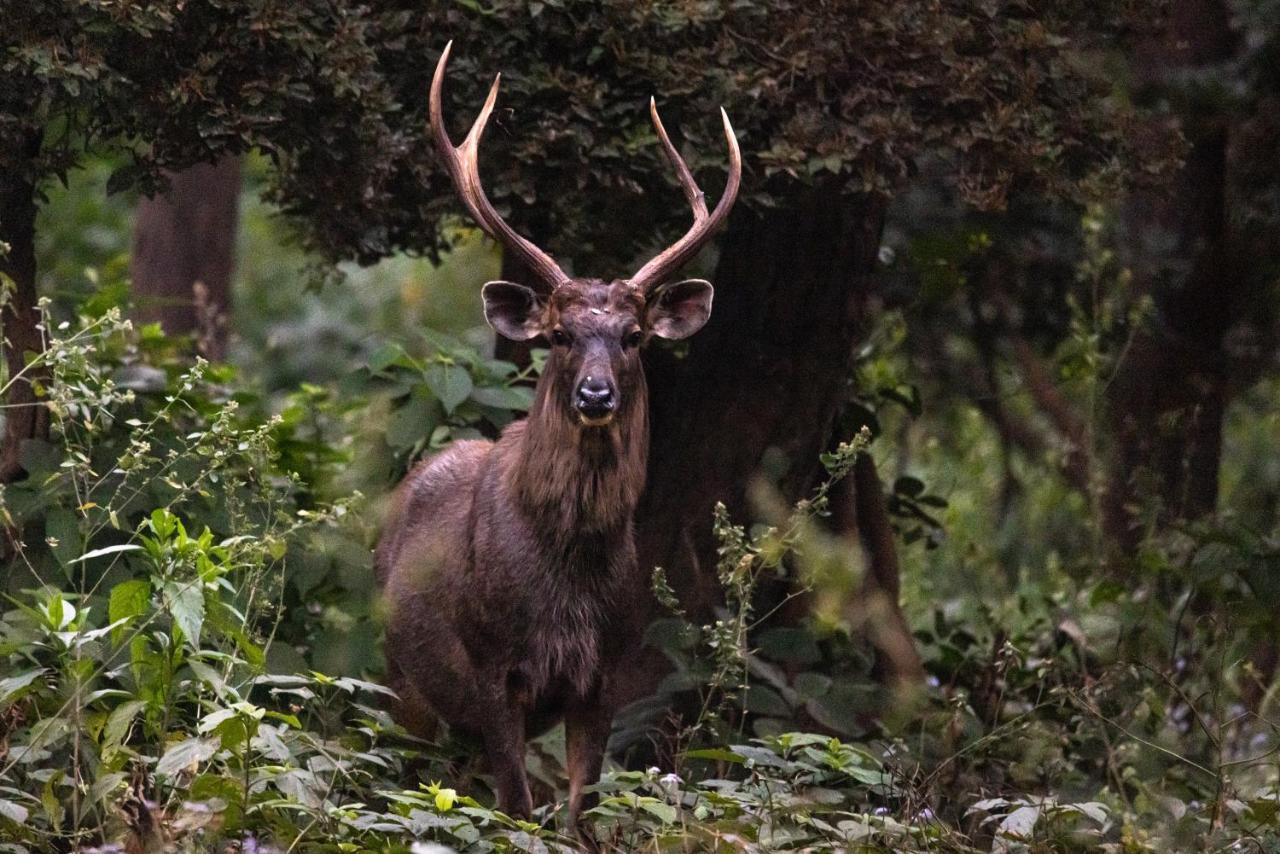 Aalia Jungle Retreat & - Claridges Collection 4* Dehradun